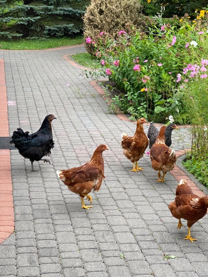 فيلا Agroturystyka Pod Podkowa مارونجوفو المظهر الخارجي الصورة